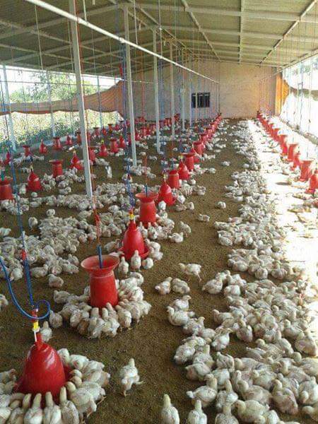 Poultry Farming Meaning In Tamil Farm House