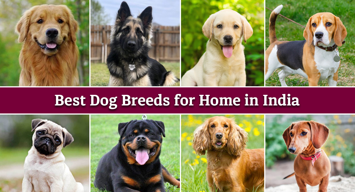 what are the safest dog breeds