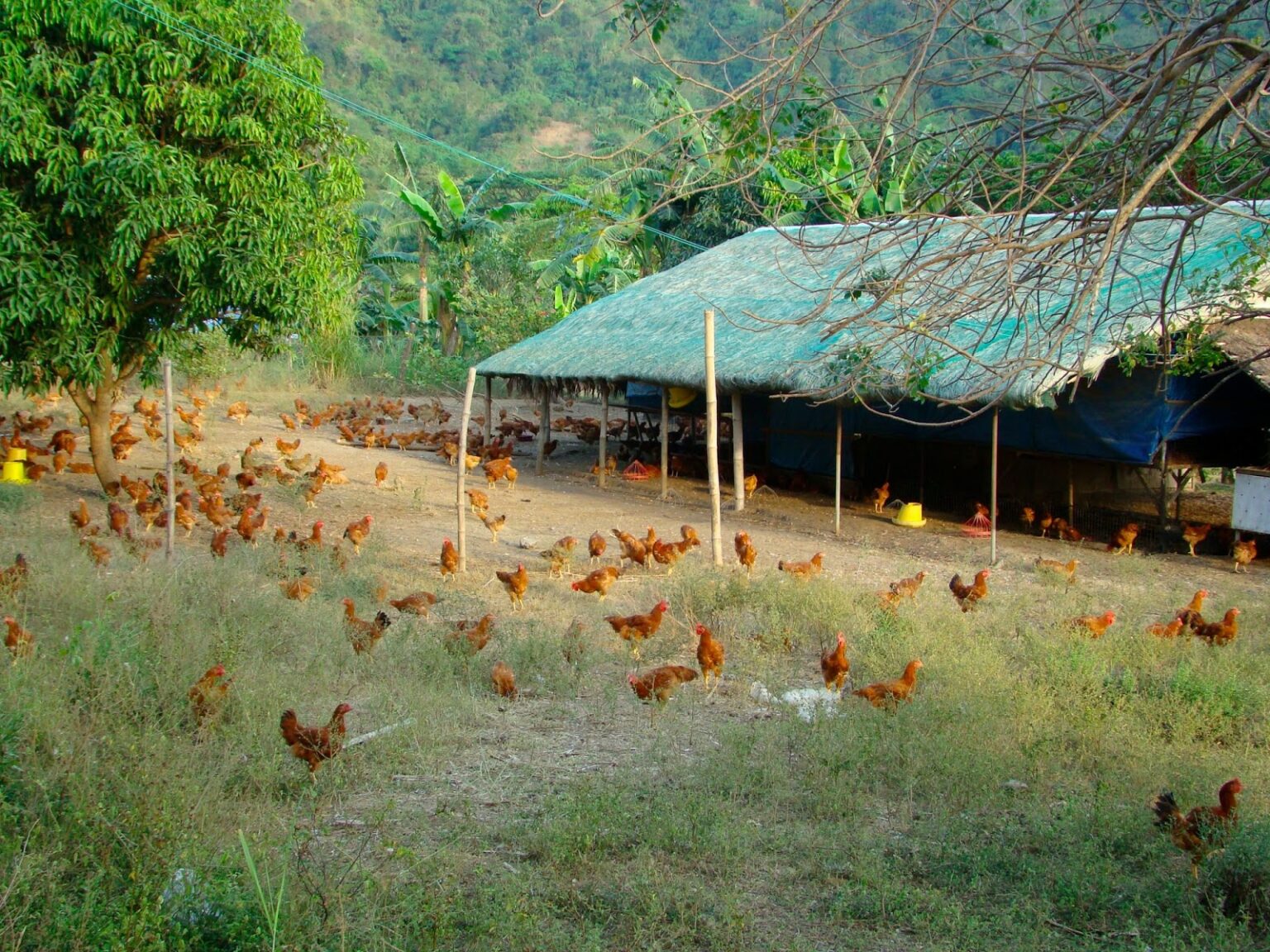 CLUSTER FARMING CONCEPT FOR BACKYARD POULTRY FARMING BYPF IN INDIA