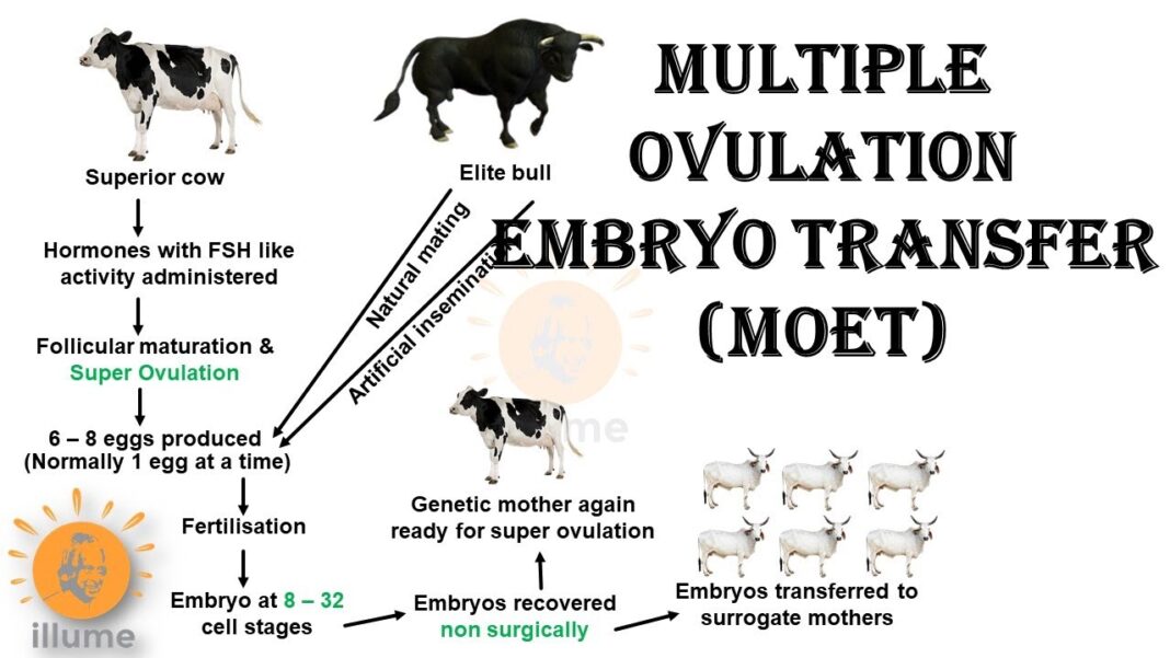 Embryo Transfer Technology In Cattle Pashudhan Praharee