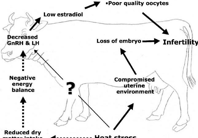 INCREASING INFERTILITY IN CROSS BREED DAIRY COWS IN INDIA: AN EMERGING ...