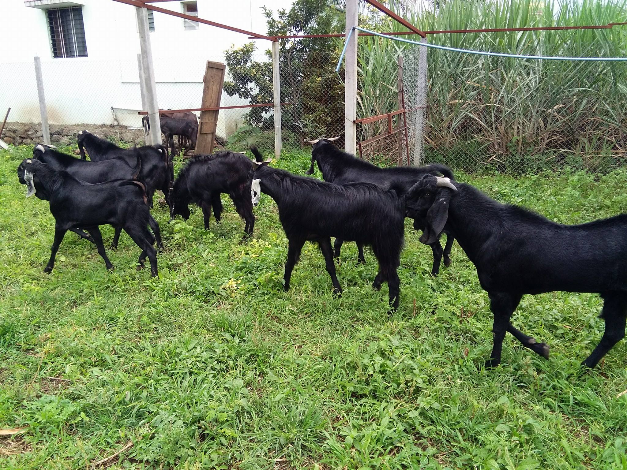 indian goat breeds with name