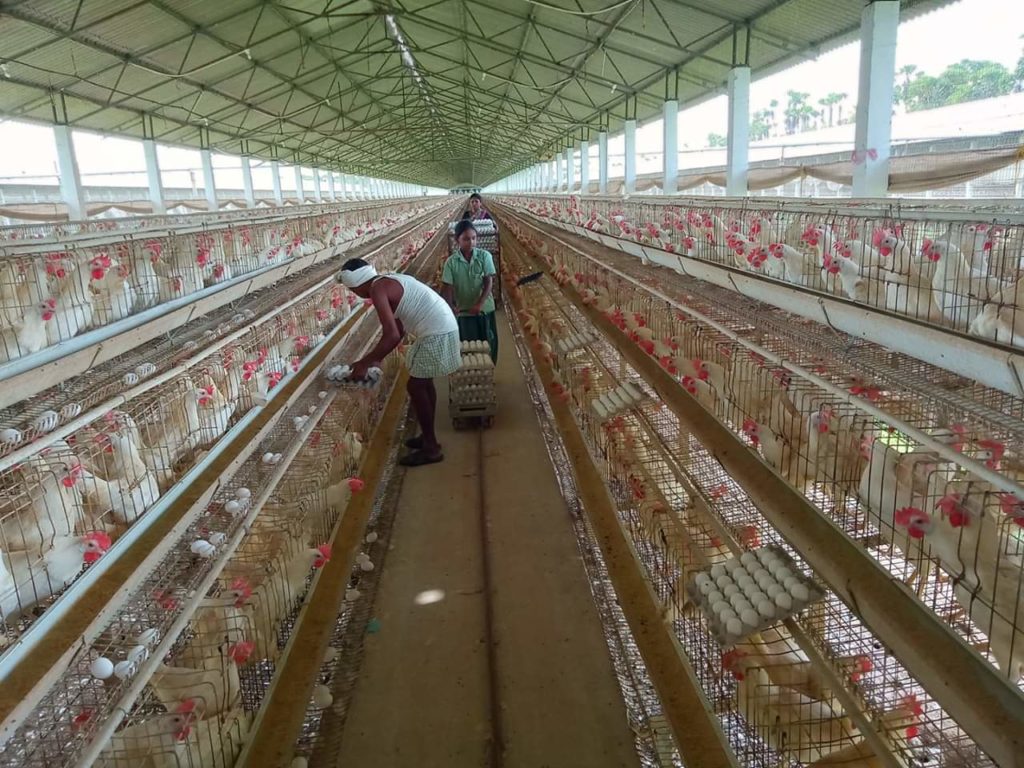 Download Bird flu confirmed in Odisha poultry farm, govt begins ...