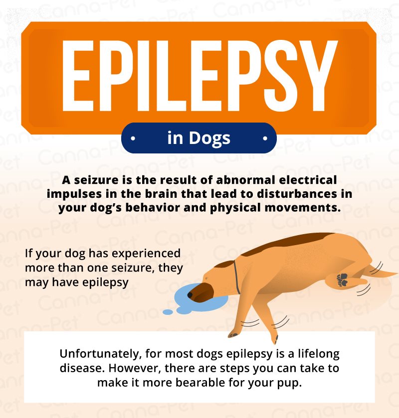 EPILEPSY IN DOGS: DIAGNOSIS \u0026 TREATMENT 