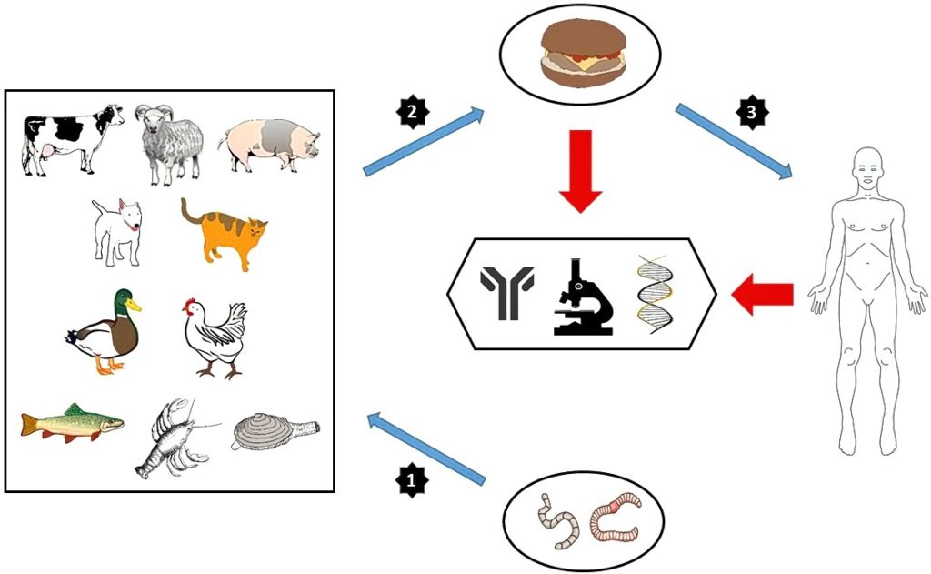 FOOD –BORNE ZOONOSES ( FBZs) & CONTROL STRATEGIES IN INDIA | Pashudhan ...