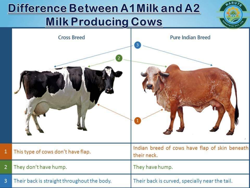A2 Milk A Healthier Choice Pashudhan Praharee