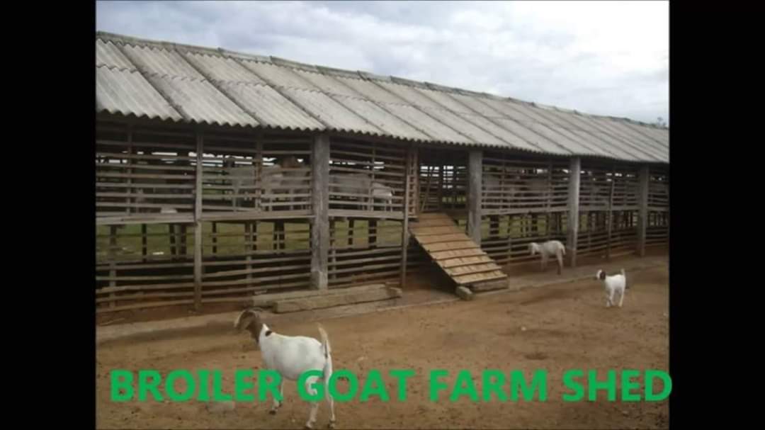 Feeding Management In Goats Review Pashudhan Praharee