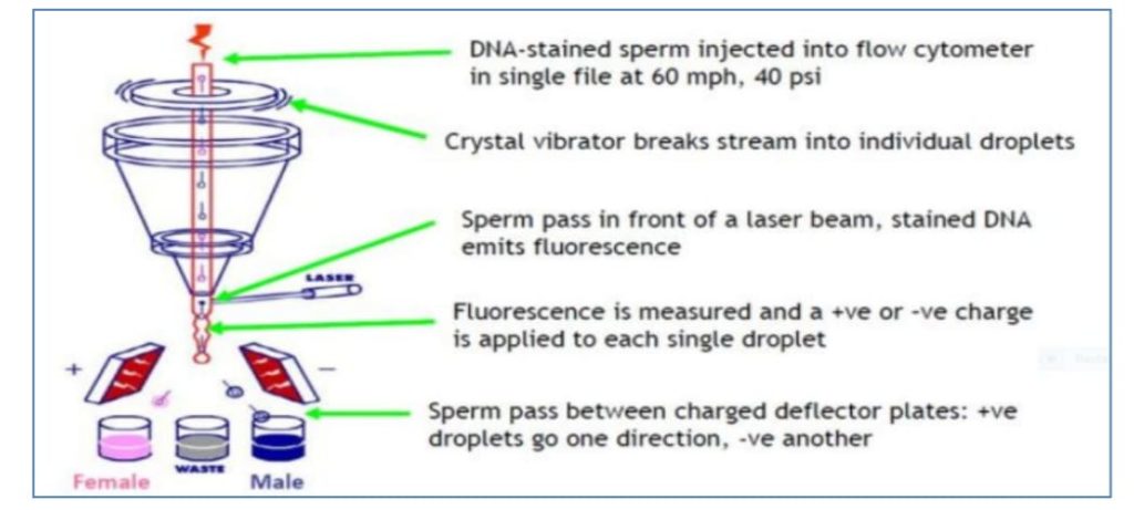 Role Of Semen Sexing Technology For Farmers Economy Pashudhan Praharee 6415