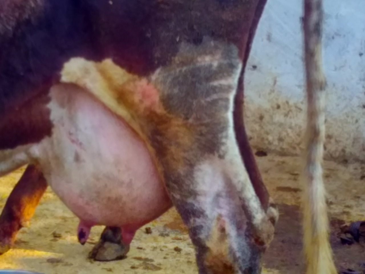 bovine mastitis