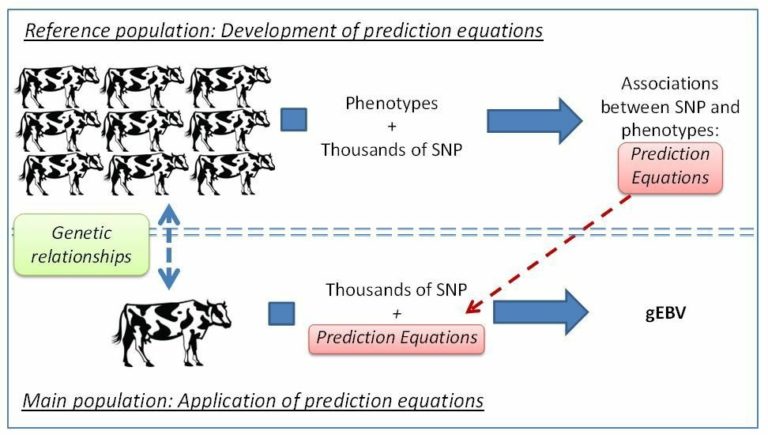 ROLE OF FARMER PARTICIPATION IN IMPLEMENTING GENOMIC SELECTION TO ...