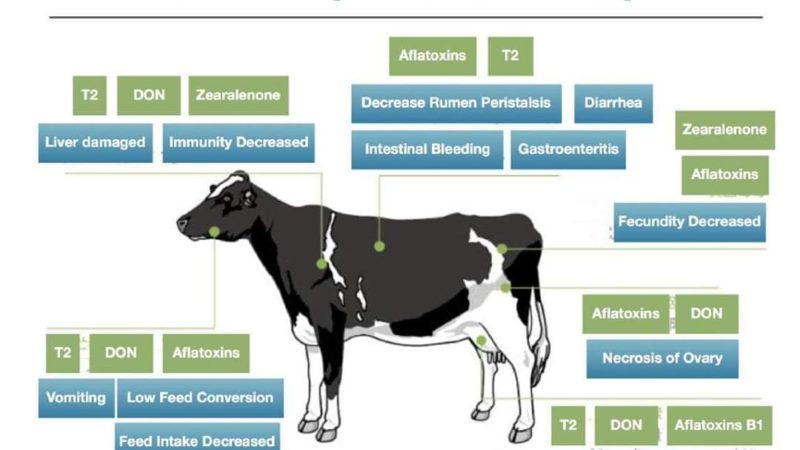 Management tips for Dry Cow Therapy & Guidelines for drying off ...