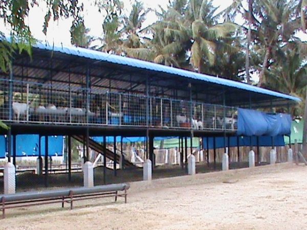 Roofs and its management in shelters for improving livestock ...