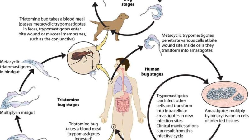 TENIASIS (Human Tapeworm Infection) | | Pashudhan praharee