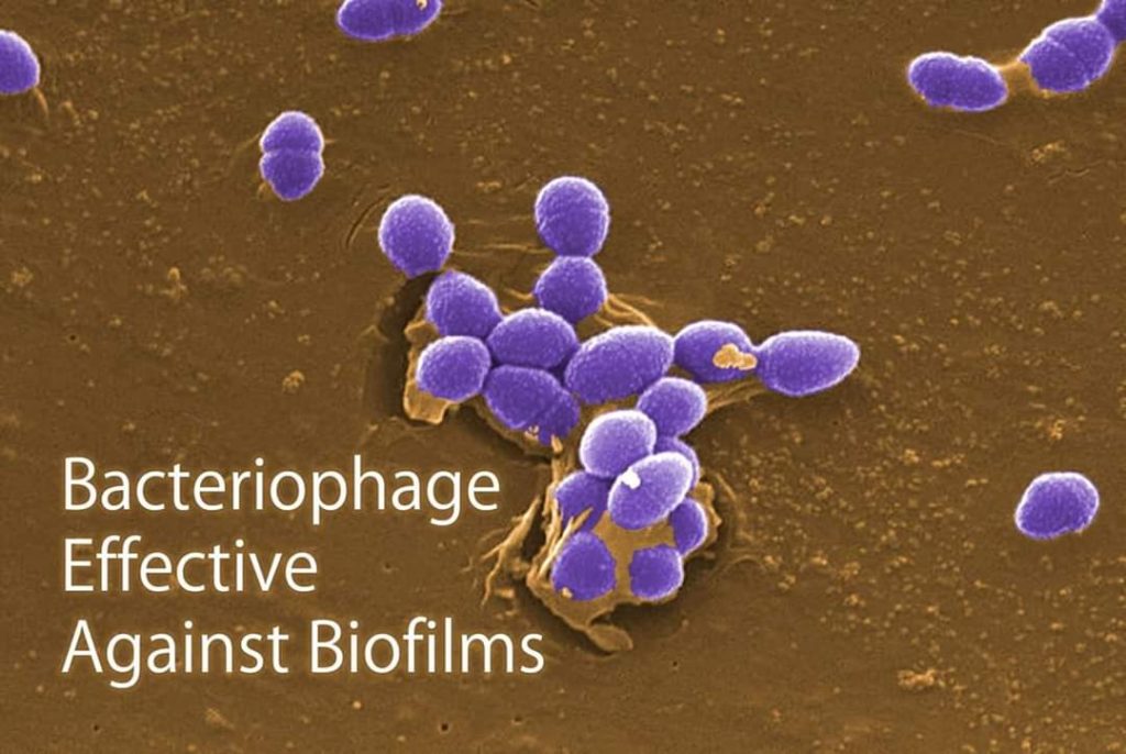 USE /APPLICATION OF BACTERIOPHAGE THERAPY IN FARM ANIMALS TO REDUCE ...