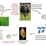 Life-cycle-of-Hepatic-Fascioliasis.jpg