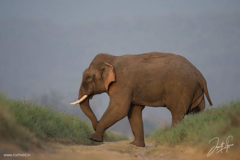 Musth Madness State In Male Bull Elephants Pashudhan Praharee