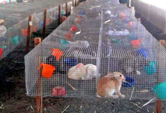 Production and Management Practices for Profitable Commercial Rabbit ...