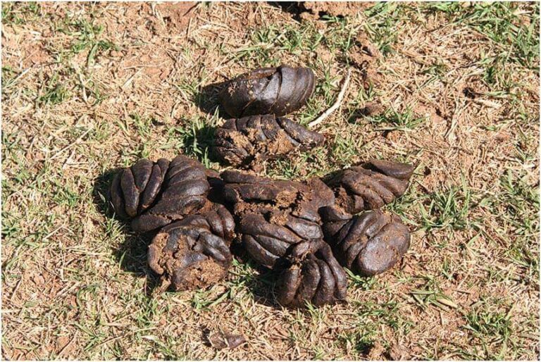 EVALUATION OF COW DUNG/ MANURE /MUCK —A TOOL TO KNOW THE NUTRITION ...