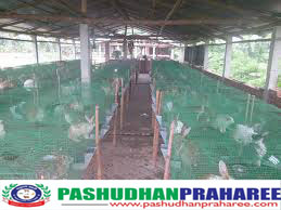 rabbit farming business plan in tamilnadu