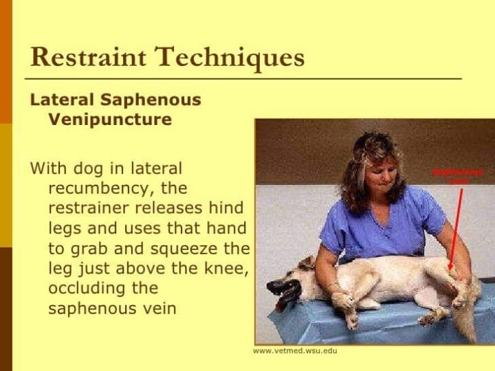 DOGS RESTRAINING TECHNIQUES DURING EXAMINATION | Pashudhan praharee