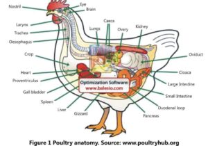 CONCEPT OF ENERGY(C) & PROTEIN(P) –C:P RATIO IN POULTRY RATION ...