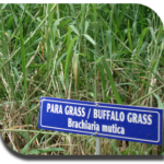 Para grass1