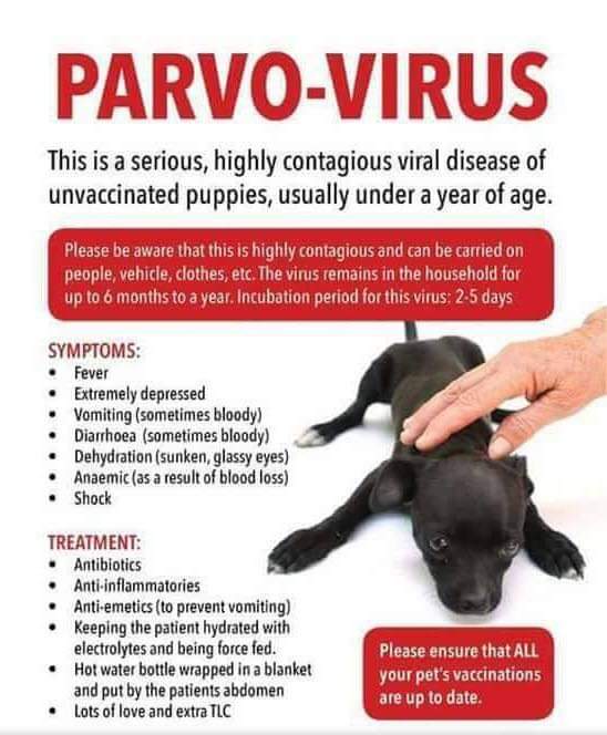 how long is the incubation period for parvo in dogs