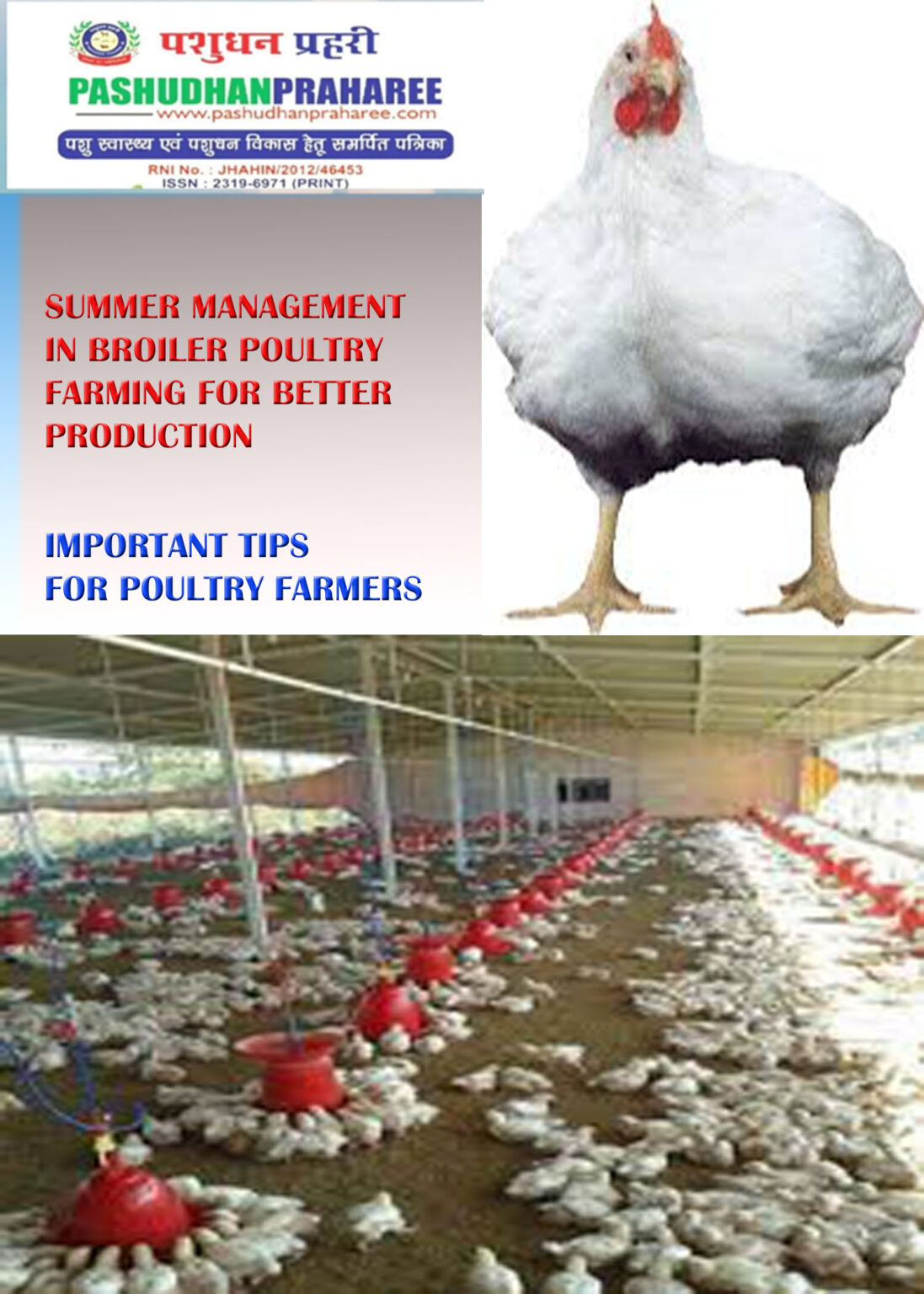 SUMMER MANAGEMENT IN BROILER POULTRY FARMING FOR BETTER PRODUCTION