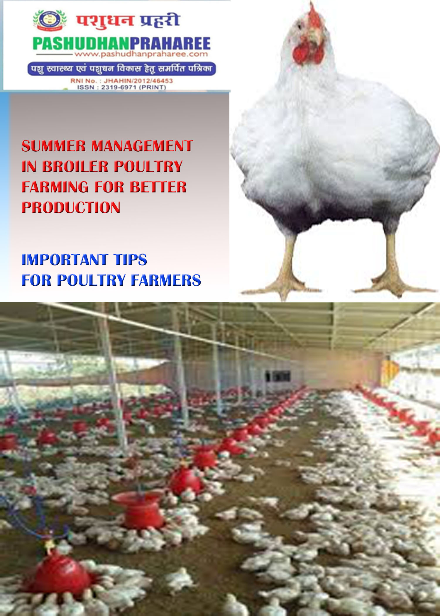 SUMMER MANAGEMENT IN BROILER POULTRY FARMING FOR BETTER PRODUCTIONopy 
