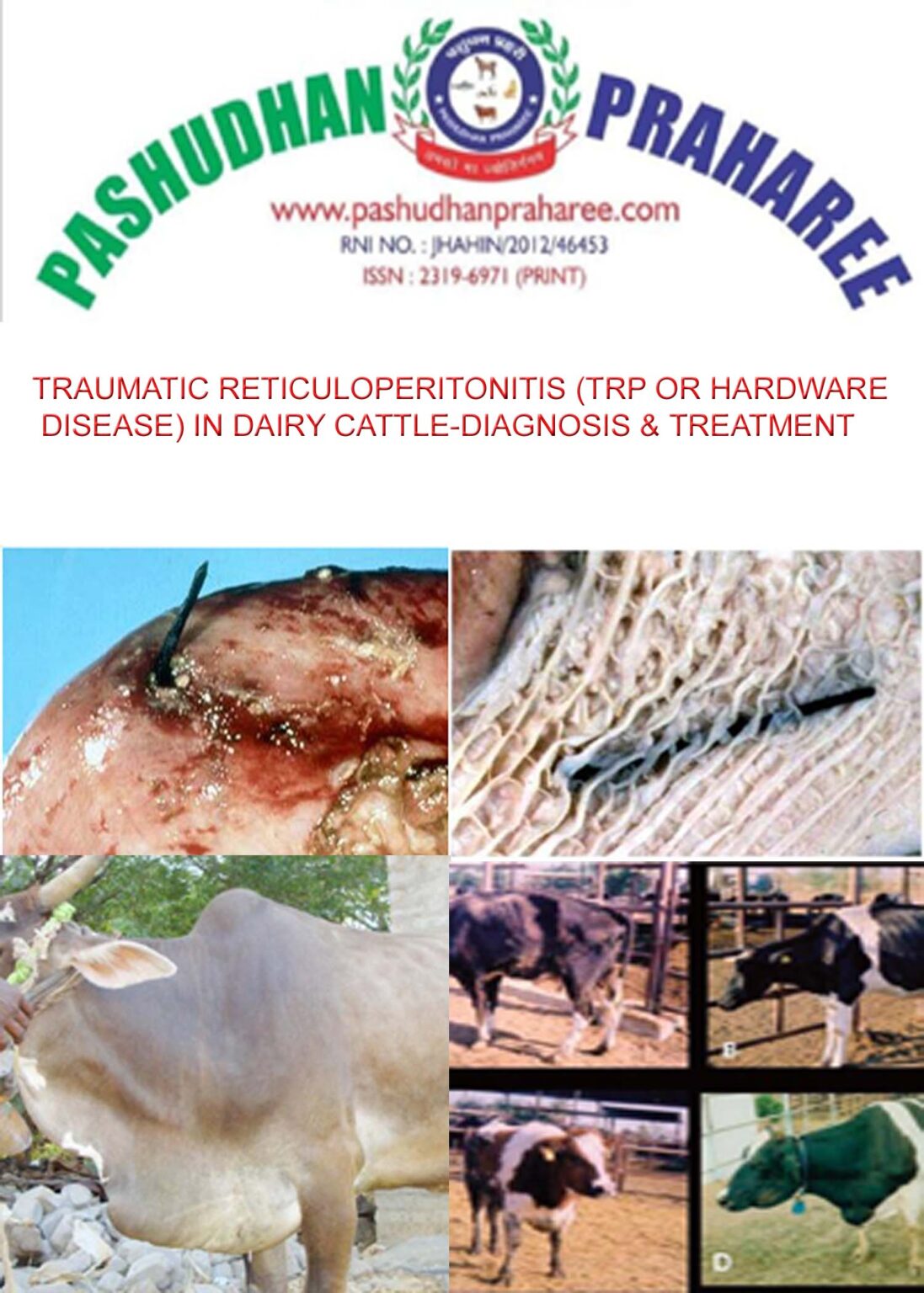 TRAUMATIC RETICULOPERITONITIS (TRP OR HARDWARE DISEASE) IN DAIRY CATTLE