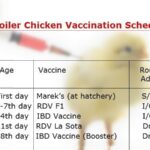 Vaccination-Schedule-for-Broilers