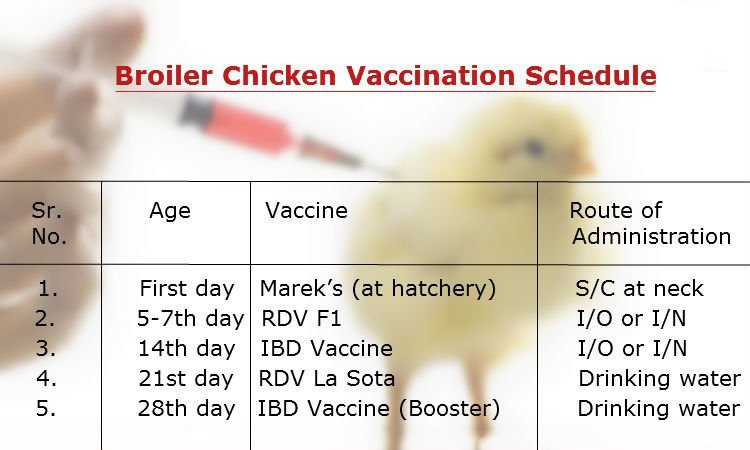 vaccination-schedule-for-broilers-pashudhan-praharee