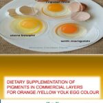 YELLOW YOLK EGG COLOUR