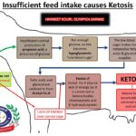 ketosis in cattle copy