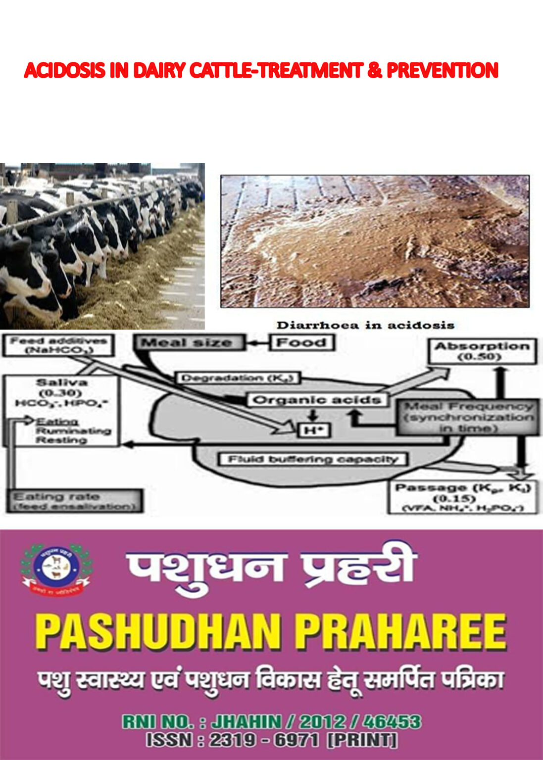 ACIDOSIS IN DAIRY CATTLE-TREATMENT & PREVENTION | Pashudhan Praharee