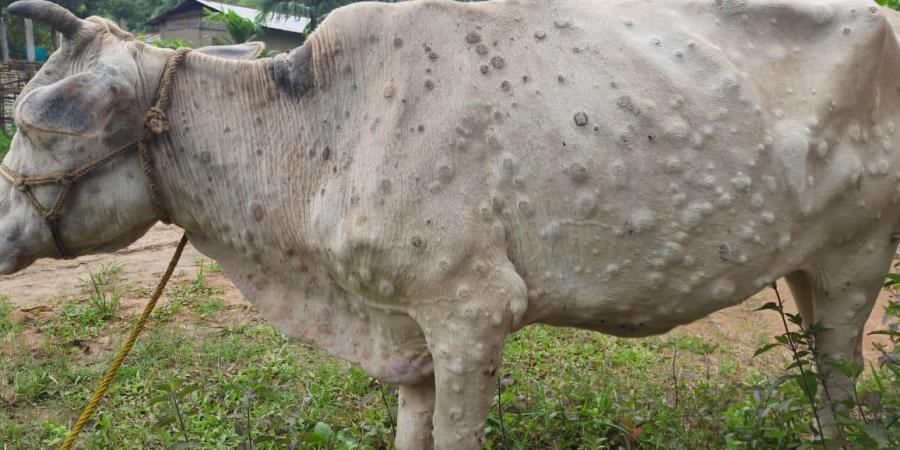 lumpy-skin-disease-in-cattle-pashudhan-praharee