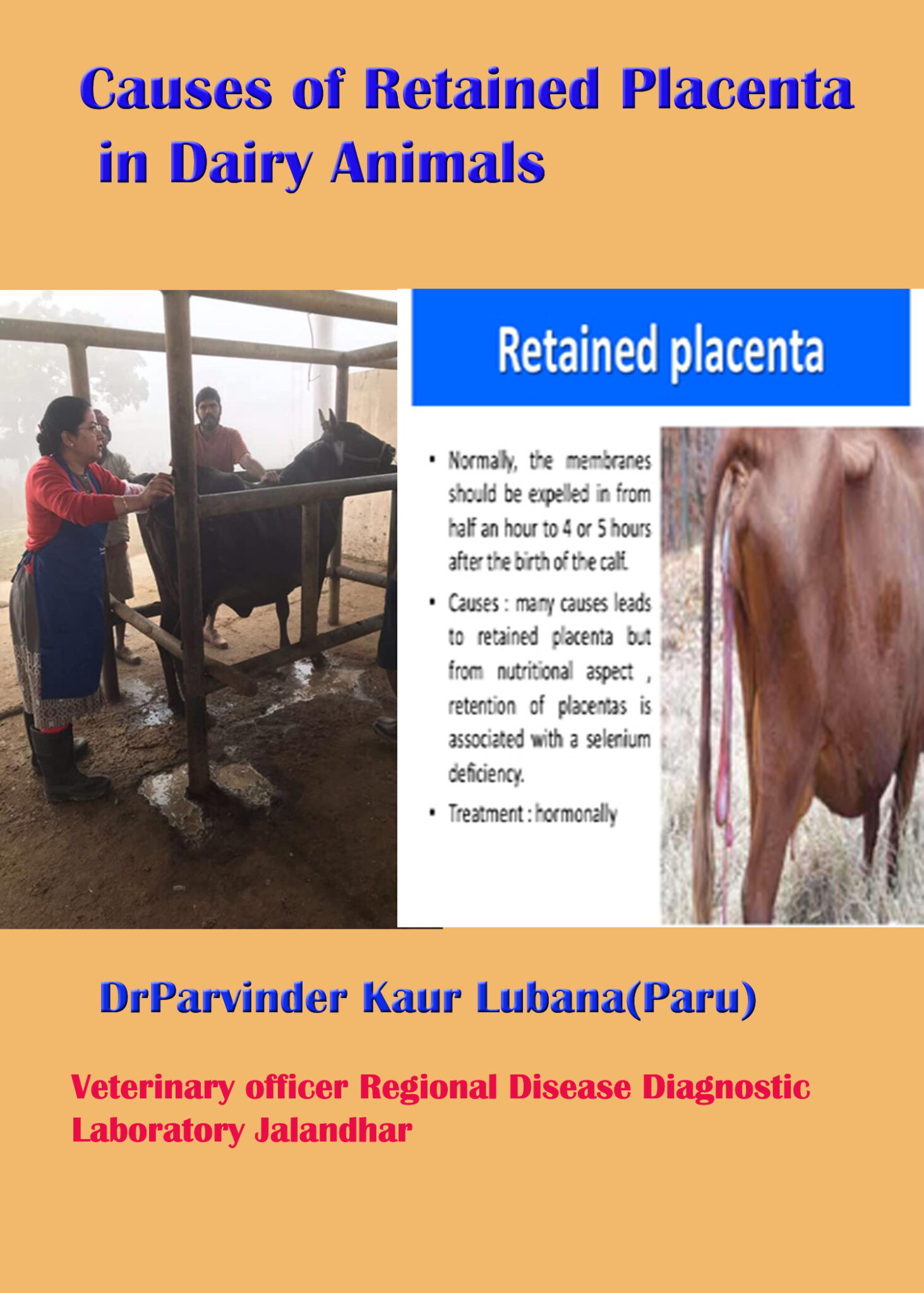 Causes of Retained Placenta in Dairy Animals | Pashudhan praharee