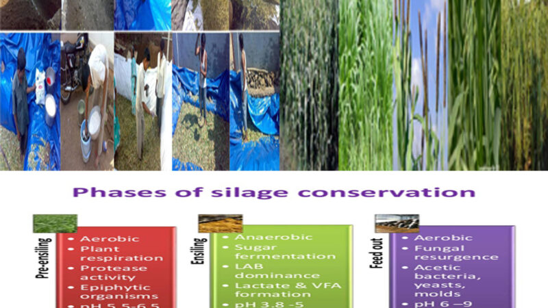 Conservation of Fodder: Silage Making