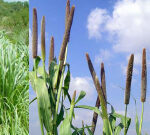 Crops suitable for silage