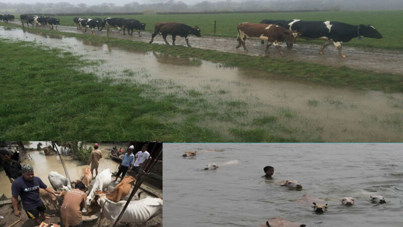 MANAGEMENT OF LIVESTOCK DURING AND AFTER THE FLOOD