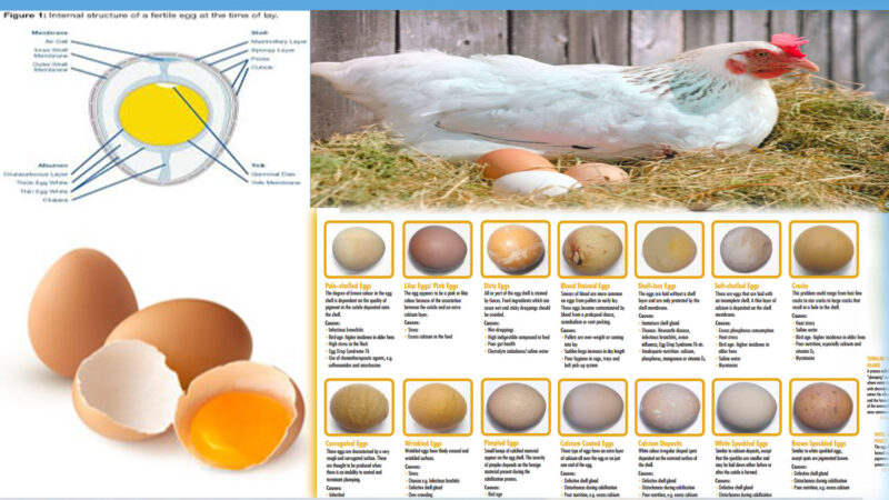 layer egg farming business plan