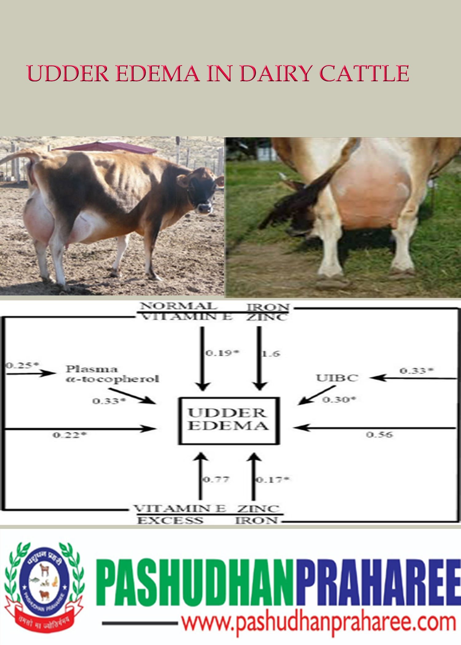 Dairy Cow Udder Anatomy