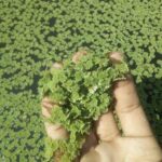 Azolla