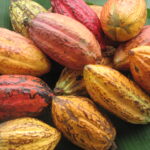 Cocoa pods