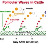 Regulation of follicular waves