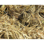 Sugarcane bagasse