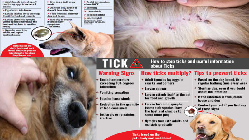 Tick-Borne Diseases in Dogs