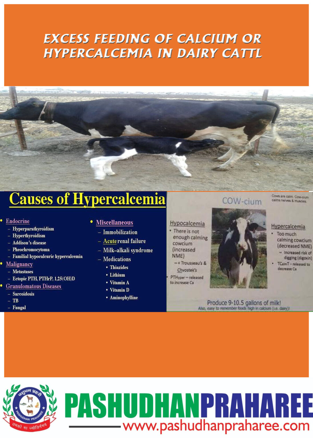 excess-feeding-of-calcium-or-hypercalcemia-in-dairy-cattle-pashudhan