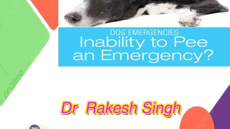 URINARY INCONTINENCE (Inability to Urinate) IN DOGS