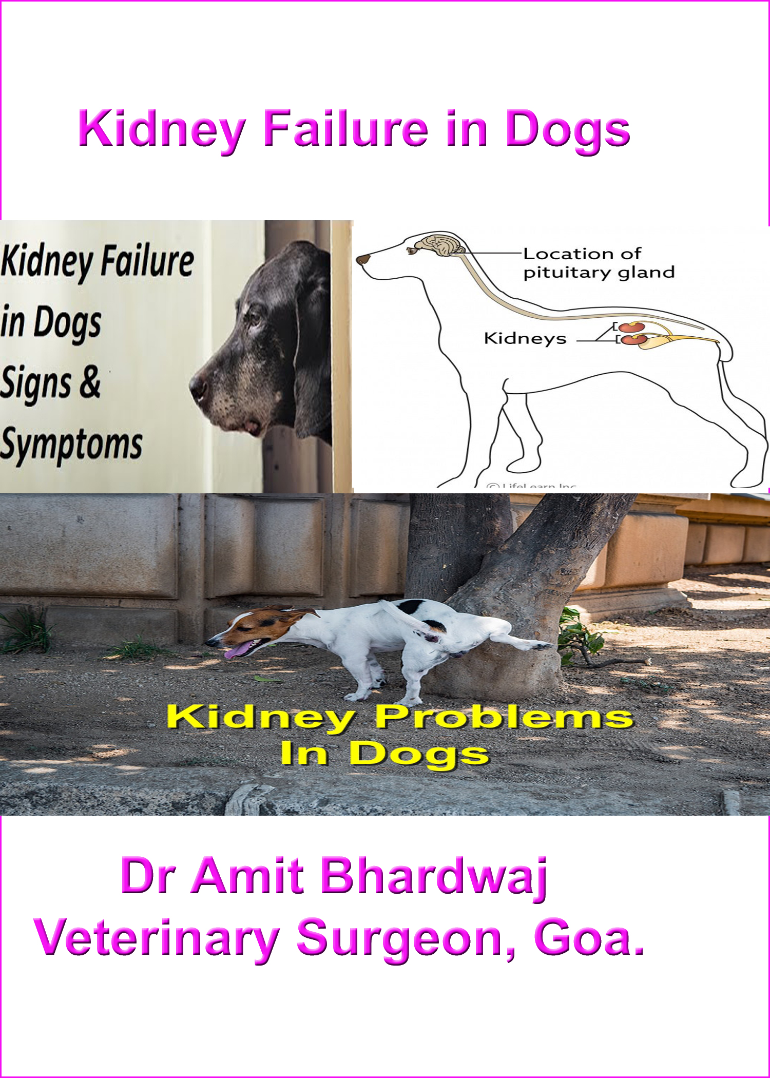 what are the stages of kidney failure in dogs